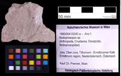 Foto (Objekt + Etiketten) von Nodoprosopon sp. (NHMW-GEO-1990-0041-0343a)